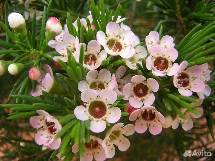 Хамилациум