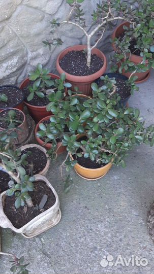 Денежные деревья