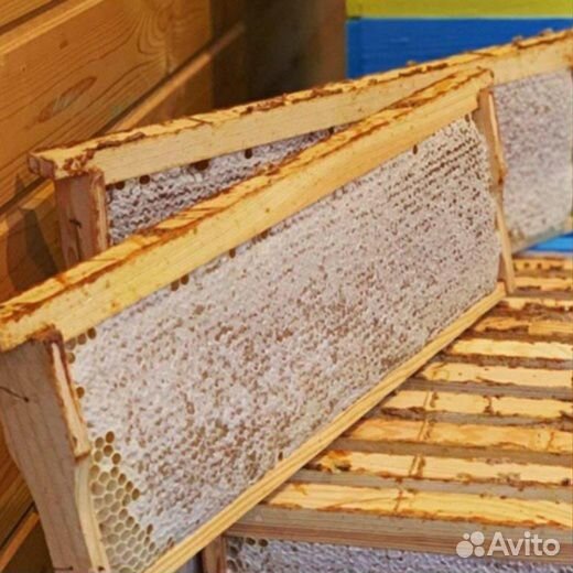 Добрый костромской мёд с личной пасеки