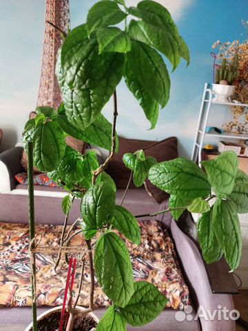 Томпсон цветок