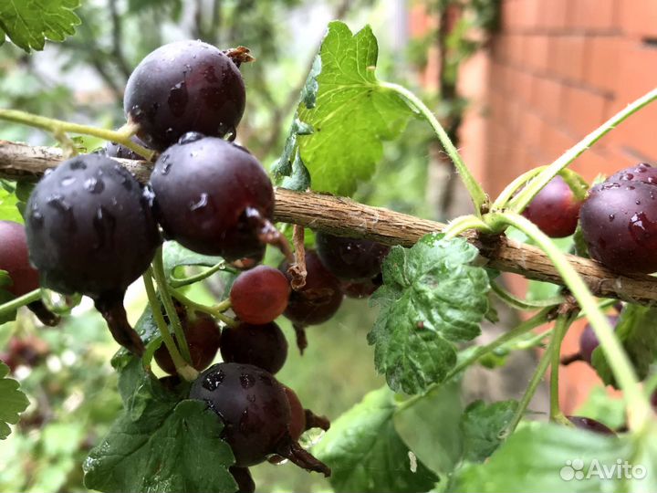 Иошта-ягодный кустарник