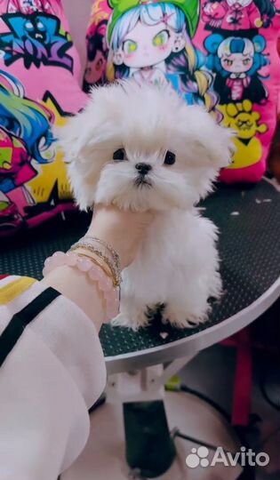 Мальтийская болонка мини мальчик Корея
