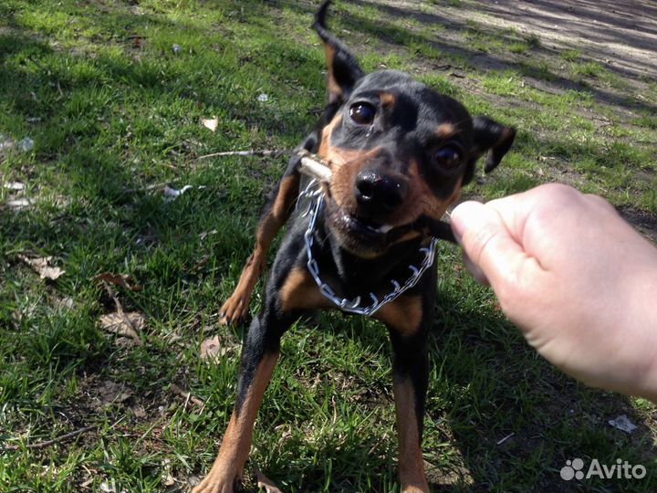 Вязка,цвергпинчер,пинчер