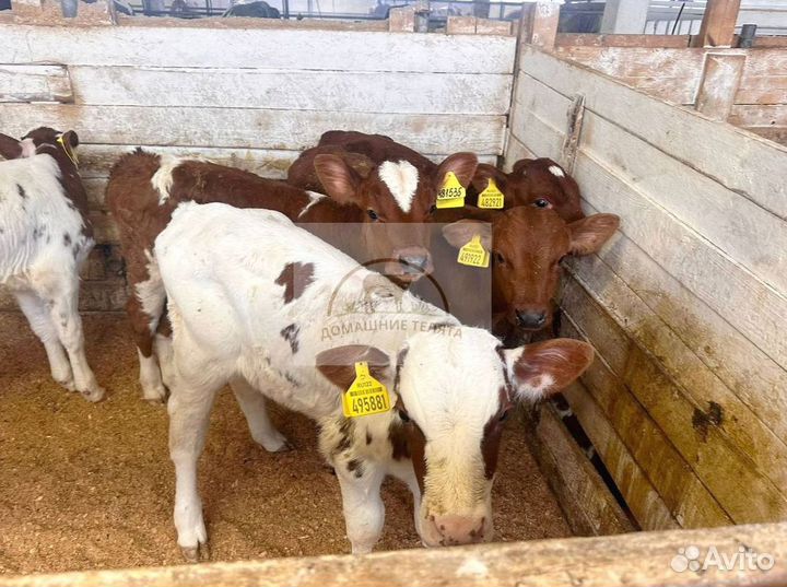 Бычки и телята