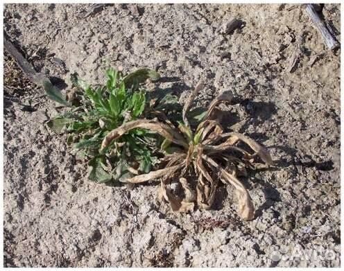 Средство от сорняков Ураган Форте