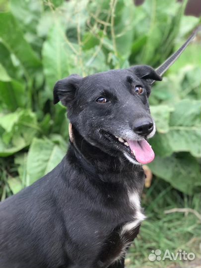 Кнопа ждёт хозяина