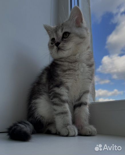 Шотландские котята