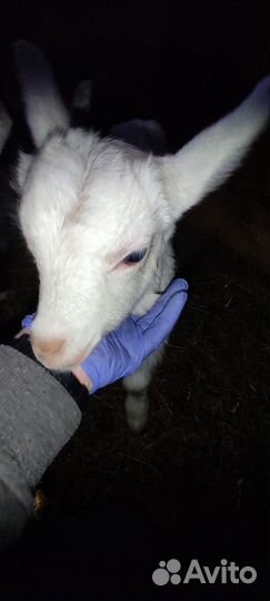 Козы и козлята продажа