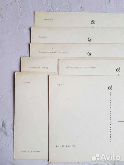 Открытки с собаками 1968 год