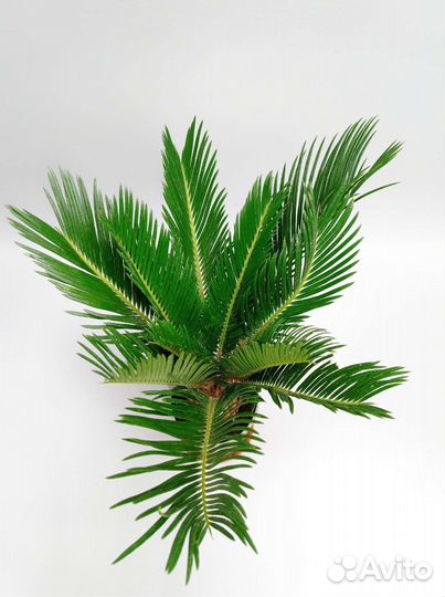 Пальма Цикас Revoluta