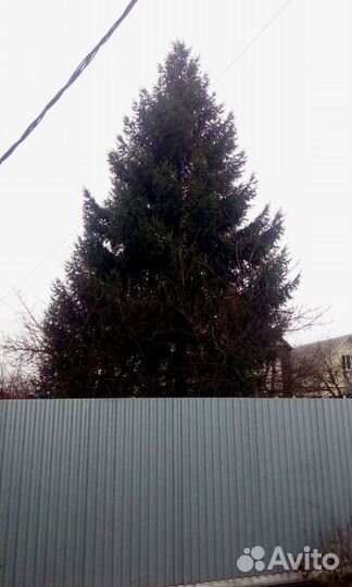 Продам Ель