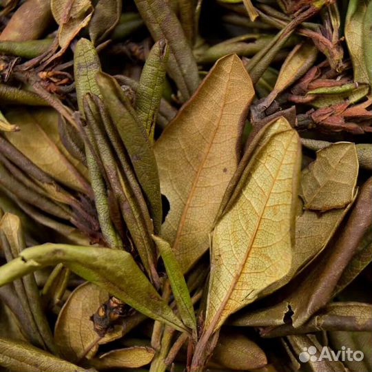 Рододендрон Кавказский, 100гр