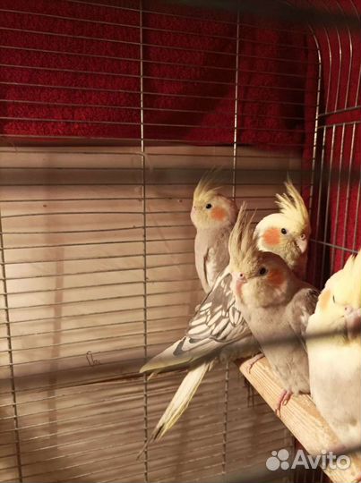 Попугай корелла