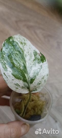 Эпипремнум sp.Bali Hanoman