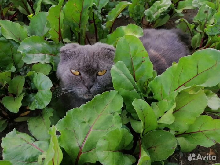 Кошки в добрые руки