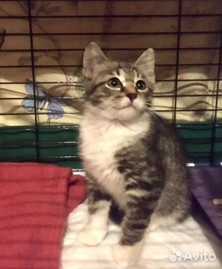 Котенок мальчик