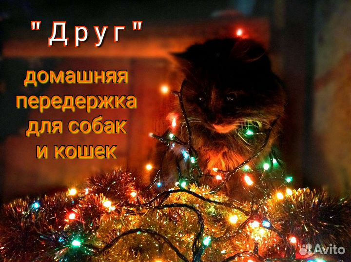Передержка собак и кошек