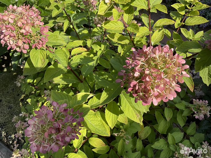 Гортензия метельчатая вимс ред