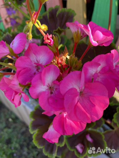 Пеларгония герань