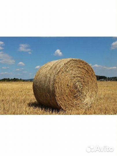 Сено в тюках