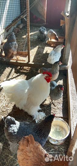 Петухи Кохинхин