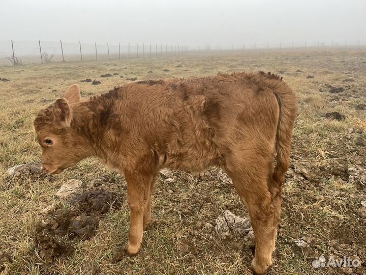 Маленький теленок