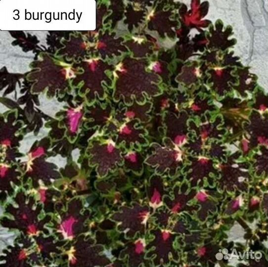 Вегетативные колеусы