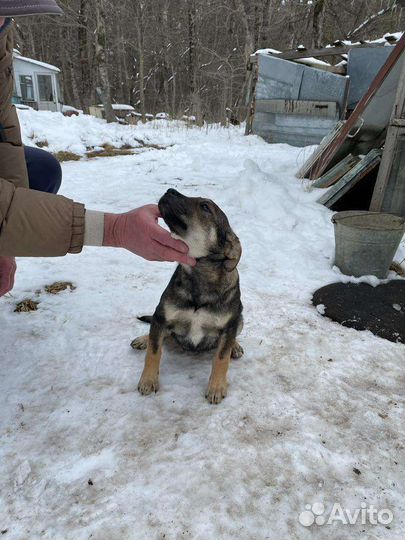 Умница Бэль в добрый дом