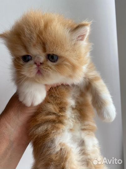 Котята экзоты