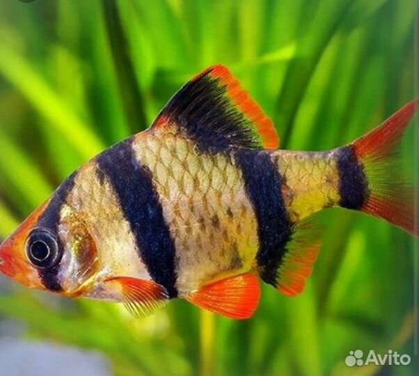 Суматранский барбус