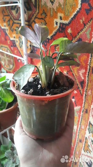 Калатеи в ассортименте