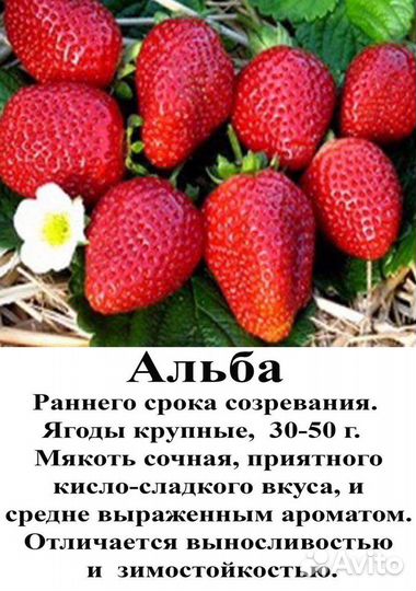 Рассада клубники