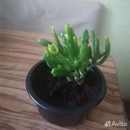 Крассула хоббит