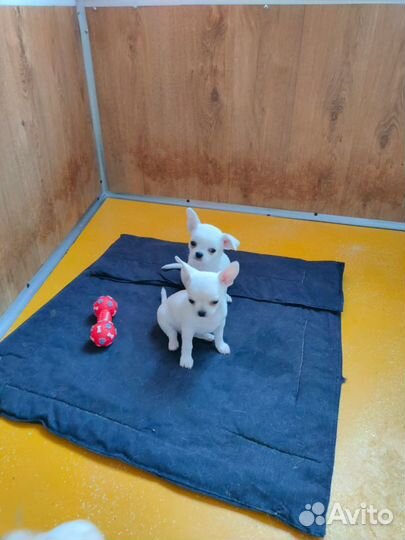 Щенки чихуахуа- красивые как папа