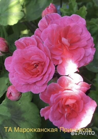 Пеларгонии