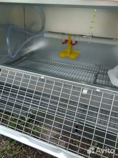 Брудер для цыплят