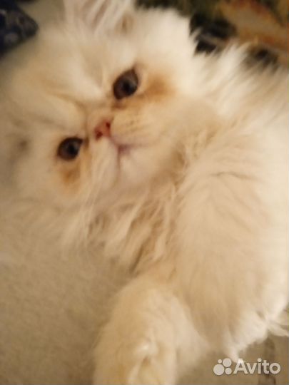 Персидская