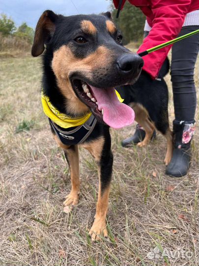 Собака из приюта