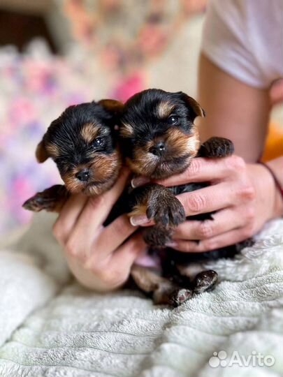 Йоркширский терьер