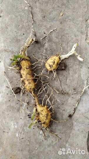 Тладианта сомнительная