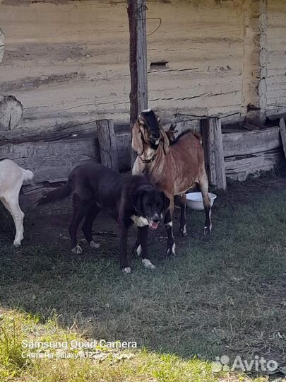 Продам козла