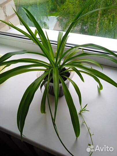 Хлорофитум