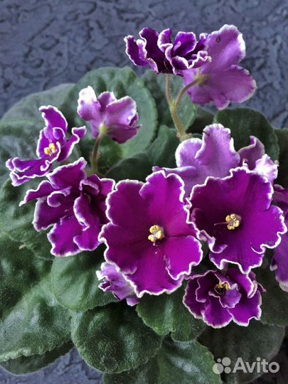 Молодая цветущая фиалка ав-Просто космос (спорт)