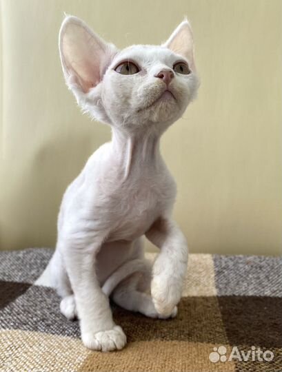 Котята Девон Рекс