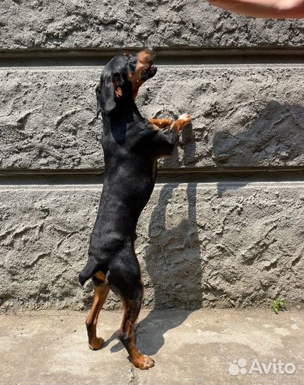 Отличные малыши в самые лучшие руки