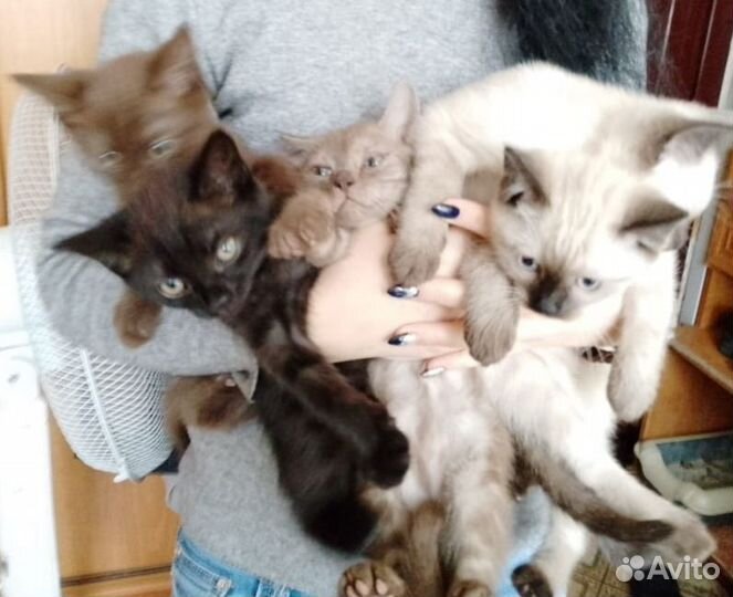 Котята в добрые руки приучены к лотку