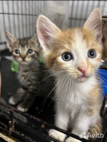 Котята- фазанята в добрые руки дар бесплатно