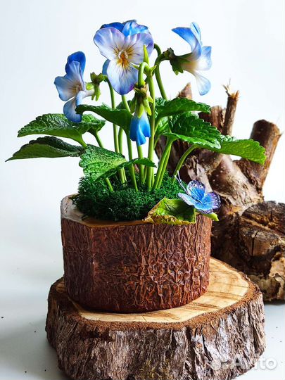 Лесные фиалки