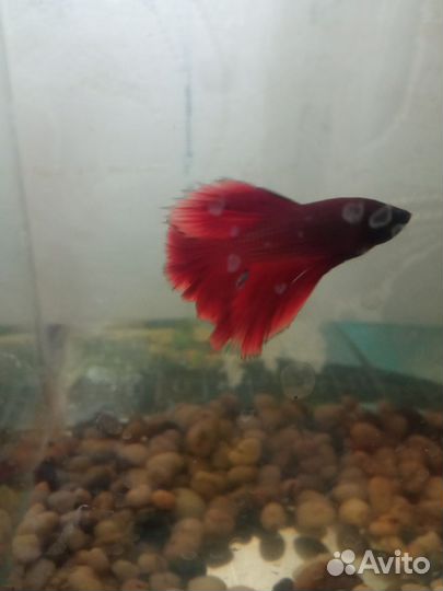 Аквариум с рыбкой
