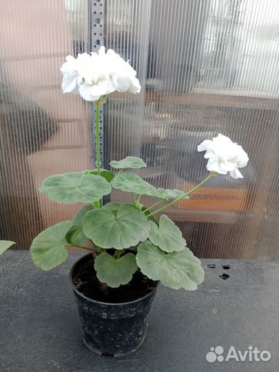 Фуксия,пеларгония